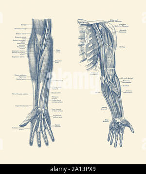 Dual-view Schéma du bras et de la main humaine, montrant les ligaments, les muscles et les veines. Banque D'Images