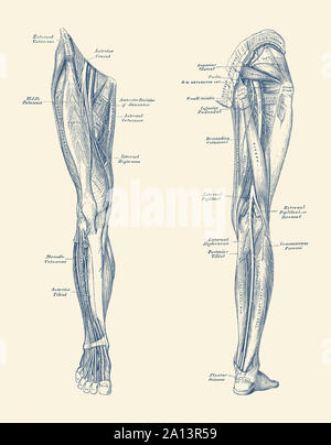 Diagramme illustrant les muscles vintage et des artères dans les jambes. Banque D'Images