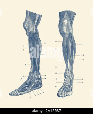 Une double vue sur les muscles et tendons de la jambe humaine. Banque D'Images