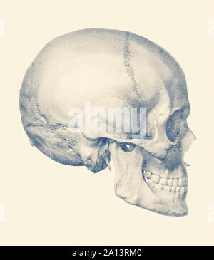 Anatomie Vintage print dispose d''une vue latérale sur le crâne humain. Banque D'Images