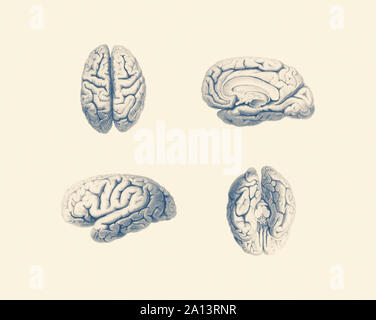 Anatomie Vintage print montrant plusieurs points du cerveau humain. Banque D'Images