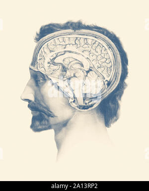 Vue latérale d'un maleâ€™cerveau, mettant en vedette le système veineux, le thalamus et le cervelet. Banque D'Images