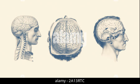 Anatomie Vintage print montrant plusieurs vues d'une maleâ€™cerveau. Banque D'Images