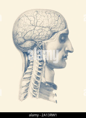 Anatomie Vintage print montrant une vue latérale du cerveau humain et de la colonne vertébrale. Banque D'Images