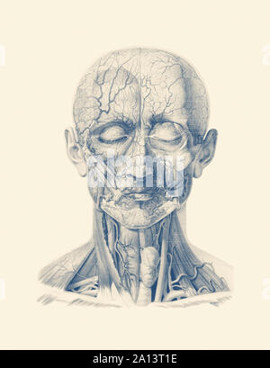 Anatomie Vintage print montrant les veines et artères dans le visage humain et le cuir chevelu. Banque D'Images