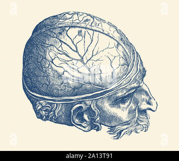 Anatomie Vintage print dispose d''une vue artistique le cerveau masculin. Banque D'Images