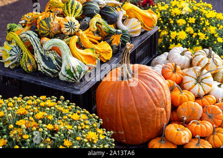 Affichage de l'automne de citrouilles, chrysanthèmes et les gourdes à un marché fermier en plein air Banque D'Images