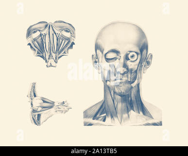 Anatomie Vintage print montrant plusieurs vues de l'œil humain. Banque D'Images