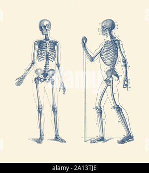 Anatomie Vintage print dispose d'un double d'un squelette. Banque D'Images