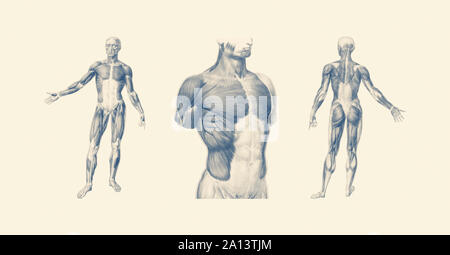 Anatomie vintage de l'impression système musculaire à partir de plusieurs points de vue. Banque D'Images