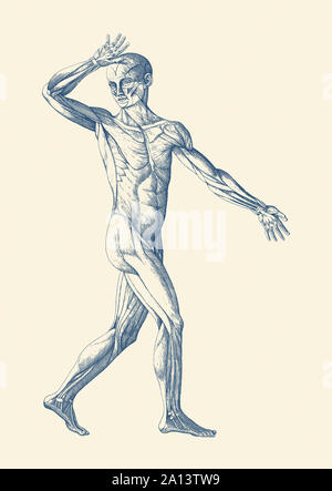 Anatomie Vintage print dispose d''une vue artistique d'un déménagement système musculaire. Banque D'Images