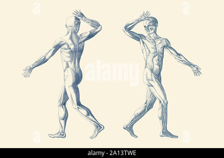 Anatomie Vintage print dispose d''une vue artistique d'un double déménagement système musculaire. Banque D'Images