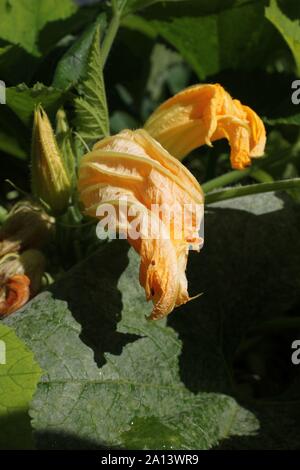 Orange en herbe, fleur Concombre Cucumis sativus. Banque D'Images