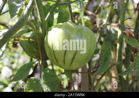Frais vert heirloom tomatoes poussent sur la vigne dans un potager. Banque D'Images