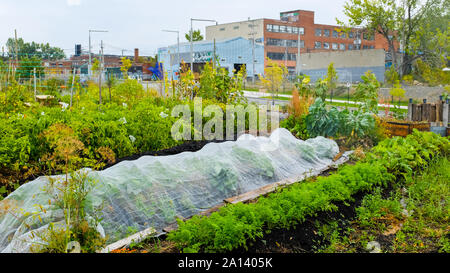 Les jardins communautaires, Outremont, Montréal Banque D'Images