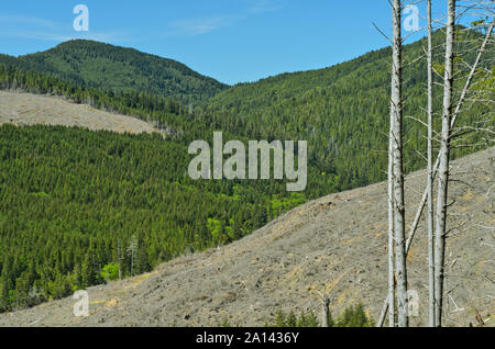 Ou : comté de Curry, Coast Range, Rogue-Siskiyou National Forest, sur la montagne sur coupe à blanc [demander # 278,197.] Banque D'Images