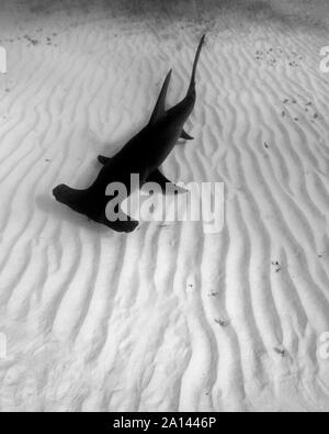 Grand requin marteau sur ridée de sable, plage du tigre, aux Bahamas. Banque D'Images