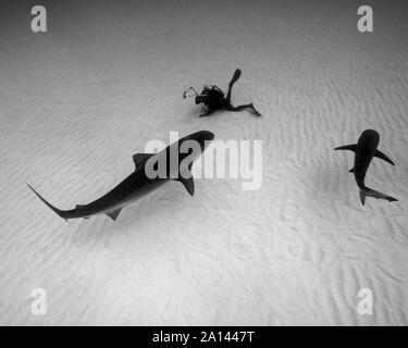 Photos plongeur un requin tigre sur ridée de sable, plage du tigre, aux Bahamas. Banque D'Images