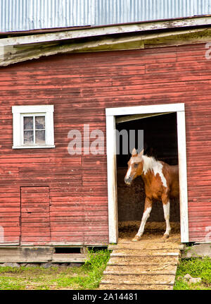 'Curieux' Pinto Horse looking out de porte de la cabine 'Equus caballus'. Banque D'Images