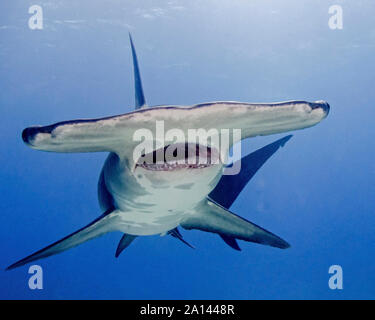 Grand requin marteau avec la bouche ouverte, plage du tigre, aux Bahamas. Banque D'Images