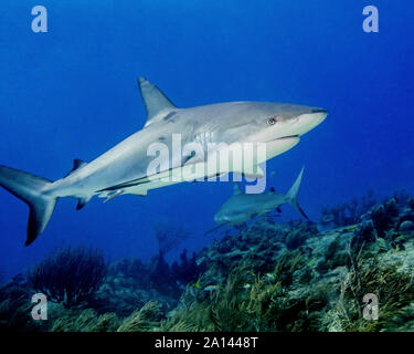 Requin de récif des Caraïbes sur reef, plage du tigre, aux Bahamas. Banque D'Images