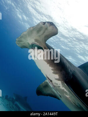 Vue latérale d'un grand requin marteau de la bouche, plage du tigre, aux Bahamas. Banque D'Images