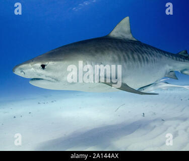 Tiger Shark piscine au fond de sable de plage du tigre, aux Bahamas. Banque D'Images