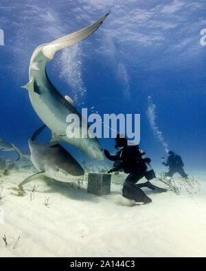 Les plongeurs autonomes en interaction avec une paire de tiger sharks, plage du tigre, aux Bahamas. Banque D'Images