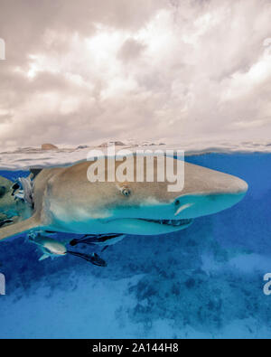 Close-up d'un requin citron, plage du tigre, aux Bahamas. Banque D'Images