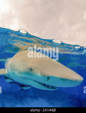 Close-up d'un requin citron, plage du tigre, aux Bahamas. Banque D'Images