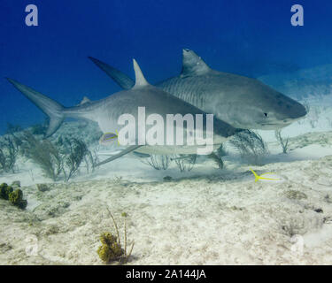 Paire de requins tigre, Tiger Beach, aux Bahamas. Banque D'Images