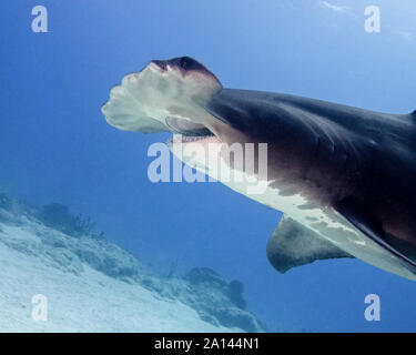 Grand requin marteau avec la bouche ouverte, plage du tigre, aux Bahamas. Banque D'Images