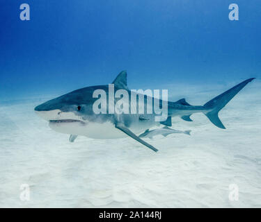 Tiger Shark piscine sur fond de sable de plage du tigre, aux Bahamas. Banque D'Images