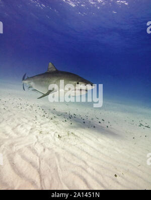 Tiger Shark piscine plus ridée du sable, plage du tigre, aux Bahamas. Banque D'Images