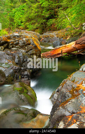 Brice Brice le long du ruisseau Creek Trail, Umpqua National Forest, Virginia Banque D'Images