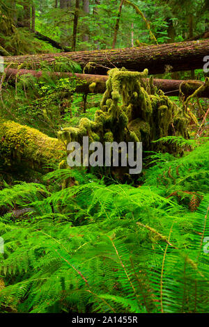 Le long du sentier forestier Brice, Umpqua National Forest, Virginia Banque D'Images