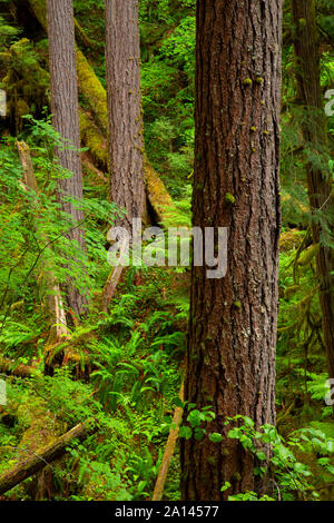 Le long du sentier forestier Brice, Umpqua National Forest, Virginia Banque D'Images