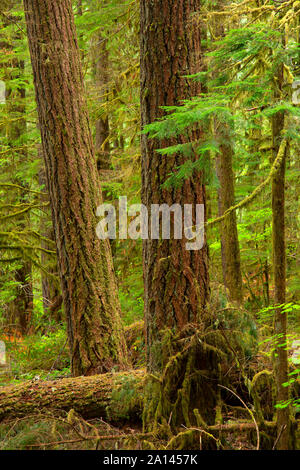 Le long du sentier forestier Brice, Umpqua National Forest, Virginia Banque D'Images