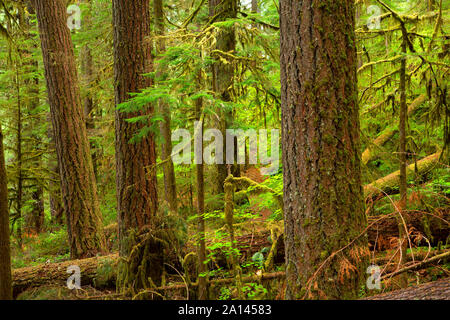 Le long du sentier forestier Brice, Umpqua National Forest, Virginia Banque D'Images