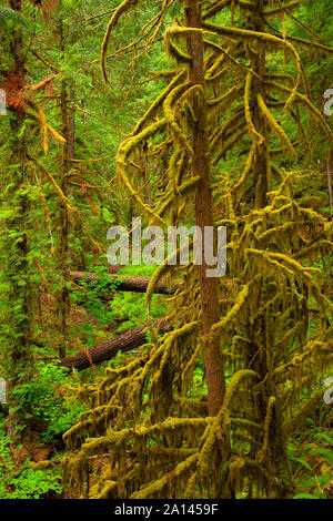 Le long du sentier forestier Brice, Umpqua National Forest, Virginia Banque D'Images