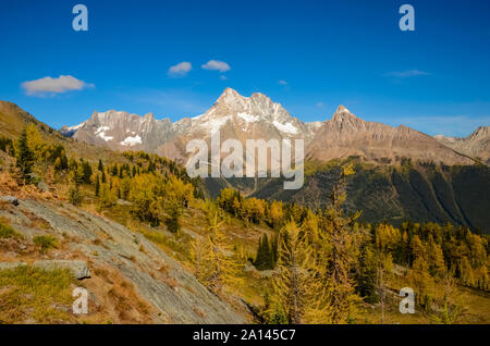 Mélèze doré à l'automne, Jumbo, dans les montagnes Purcell, British Columbia, Canada Banque D'Images