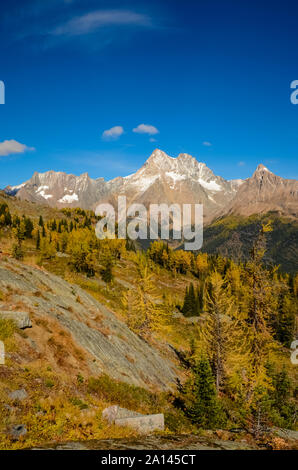 Mélèze doré à l'automne, Jumbo, dans les montagnes Purcell, British Columbia, Canada Banque D'Images