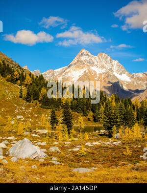 Mélèze doré dans la chaîne de montagnes Purcell - Fall / Automne paysage Col Jumbo. British Columbia, Canada Banque D'Images