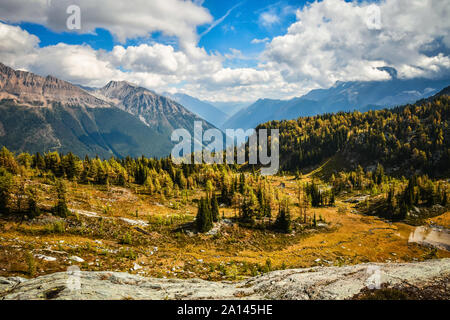 Mélèze doré à l'automne, Jumbo, dans les montagnes Purcell, British Columbia, Canada Banque D'Images