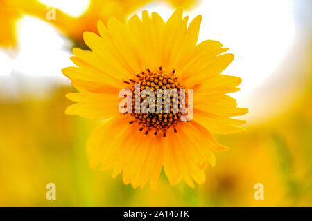 Plan Macro sur le jaune tournesol mexicain avec l'accent sur les semences. Fleur fond jaune. Banque D'Images