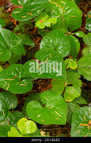 Le gingembre sauvage le long de North Umpqua National Recreation Trail, Roseburg District Bureau de la gestion des terres, de l'Umpqua Wild and Scenic River, Rogue-Umpqu Banque D'Images