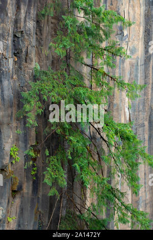 Des orgues basaltiques avec Douglas de Toketee Falls Trail, Umpqua National Forest, Rogue-Umpqua National Scenic Byway, Oregon Banque D'Images