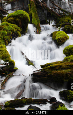 Chutes de Clearwater, Umpqua National Forest, Rogue-Umpqua National Scenic Byway, Oregon Banque D'Images