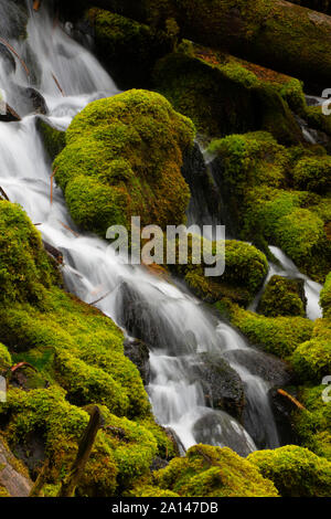 Chutes de Clearwater, Umpqua National Forest, Rogue-Umpqua National Scenic Byway, Oregon Banque D'Images