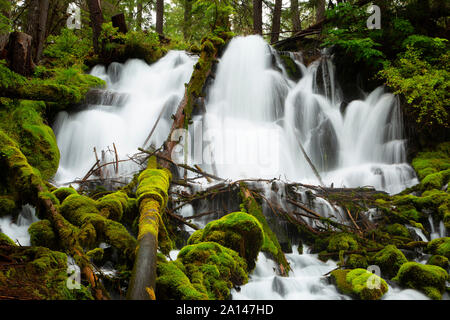 Chutes de Clearwater, Umpqua National Forest, Rogue-Umpqua National Scenic Byway, Oregon Banque D'Images